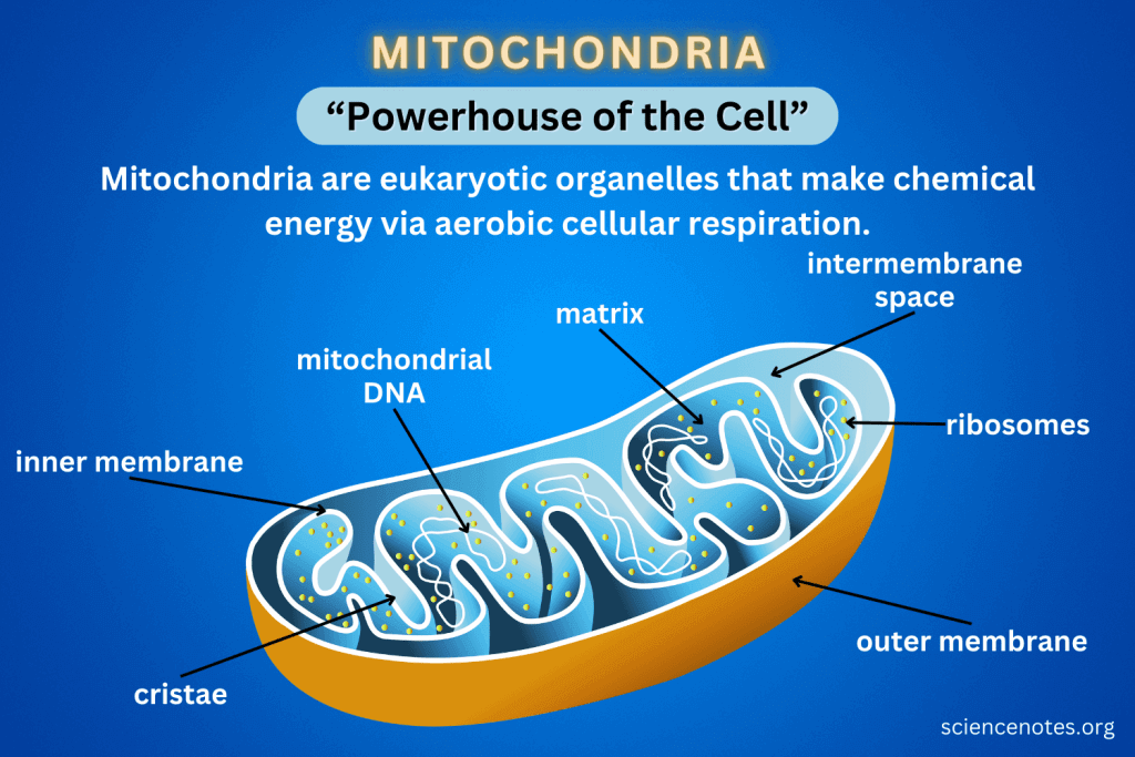Illustration of mitochondria: the cell’s powerhouses