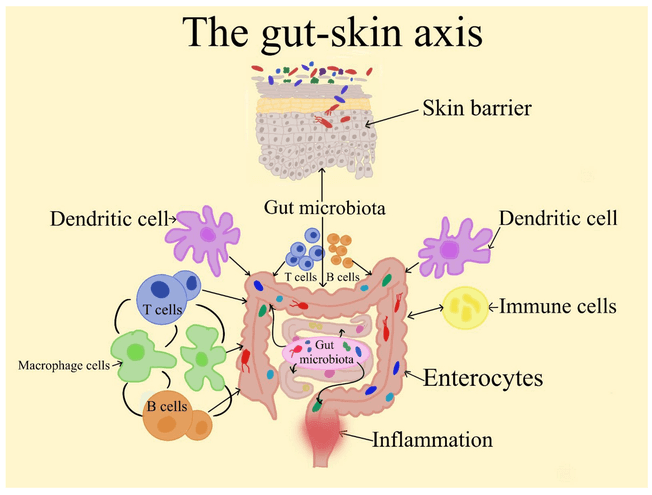 Gut–Skin Connection illustration